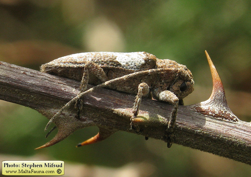 Niphona picticornis (). This page is part of www.MaltaWildPlants.com website by Stephen Mifsud, Malta