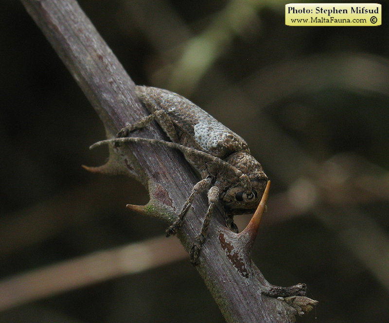 Niphona picticornis (). This page is part of www.MaltaWildPlants.com website by Stephen Mifsud, Malta