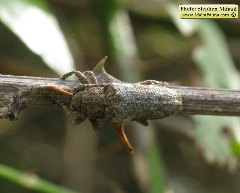 Niphona picticornis (). This page is part of www.MaltaWildPlants.com website by Stephen Mifsud, Malta