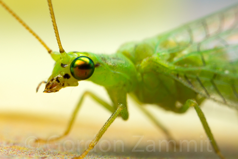 Nothancyla verreauxi (Green Lacewing). This page is part of www.MaltaWildPlants.com website by Stephen Mifsud, Malta