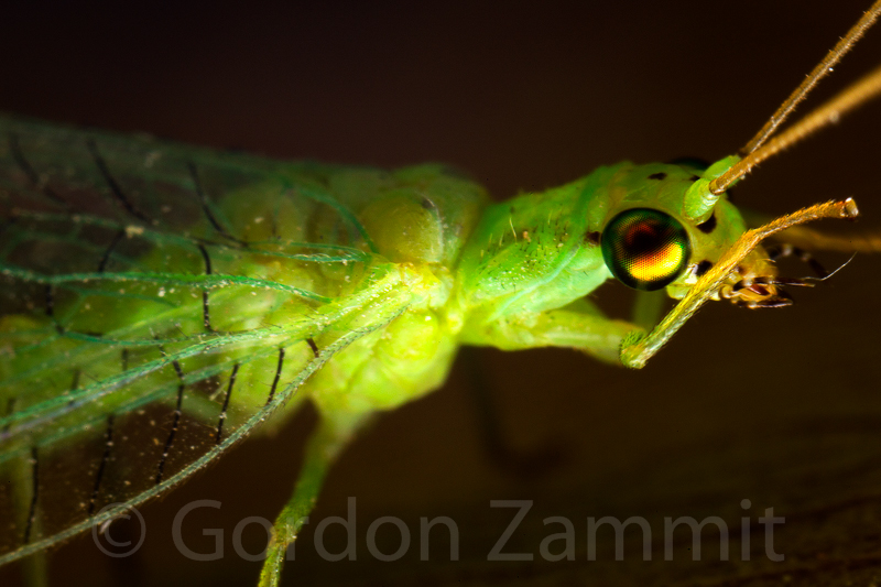 Nothancyla verreauxi (Green Lacewing). This page is part of www.MaltaWildPlants.com website by Stephen Mifsud, Malta