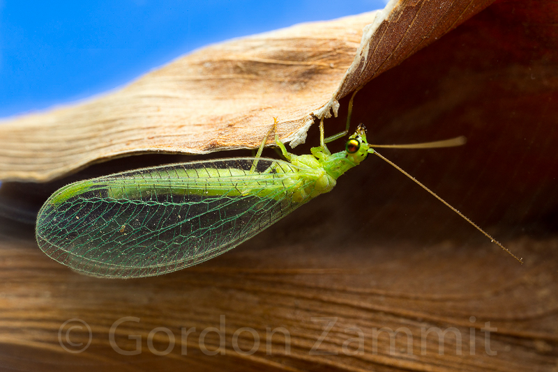 Nothancyla verreauxi (Green Lacewing). This page is part of www.MaltaWildPlants.com website by Stephen Mifsud, Malta