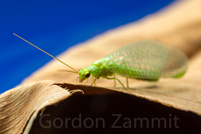 Nothancyla verreauxi (Green Lacewing). This page is part of www.MaltaWildPlants.com website by Stephen Mifsud, Malta