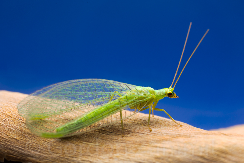 Nothancyla verreauxi (Green Lacewing). This page is part of www.MaltaWildPlants.com website by Stephen Mifsud, Malta