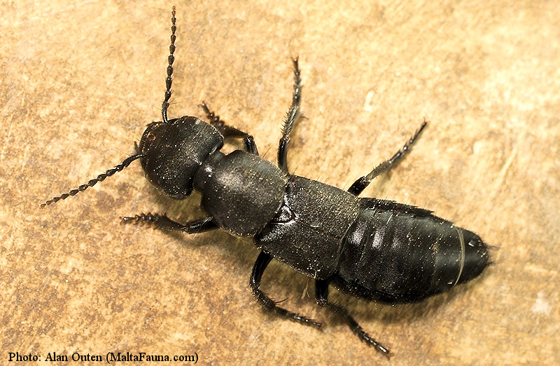 Ocypus olens (Devils coach-horse beetle). This page is part of www.MaltaWildPlants.com website by Stephen Mifsud, Malta