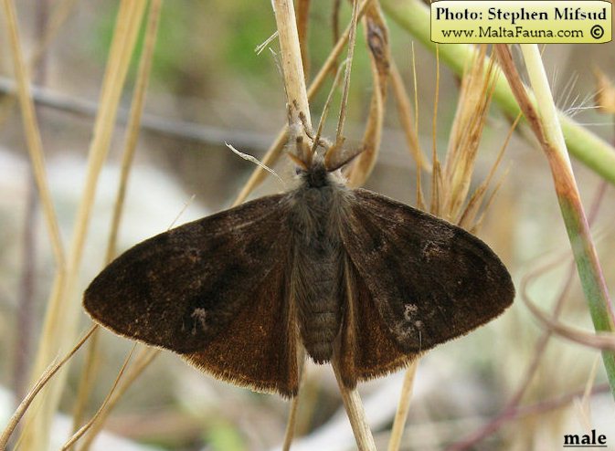Orgyia trigotephras (Vapourer Moth). This page is part of www.MaltaWildPlants.com website by Stephen Mifsud, Malta
