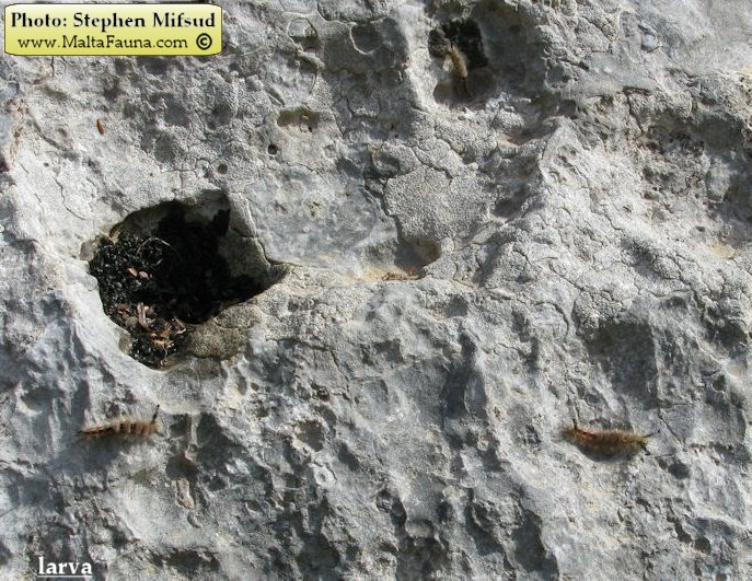 Orgyia trigotephras (Vapourer Moth). This page is part of www.MaltaWildPlants.com website by Stephen Mifsud, Malta