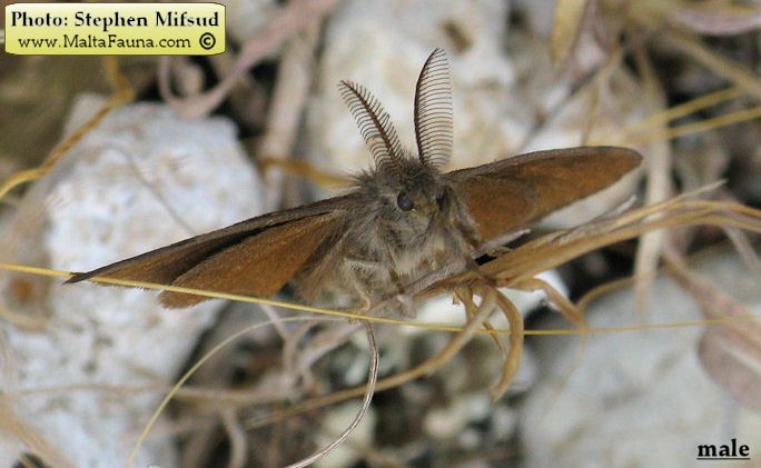 Orgyia trigotephras (Vapourer Moth). This page is part of www.MaltaWildPlants.com website by Stephen Mifsud, Malta