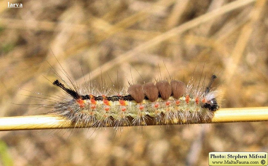 Orgyia trigotephras (Vapourer Moth). This page is part of www.MaltaWildPlants.com website by Stephen Mifsud, Malta