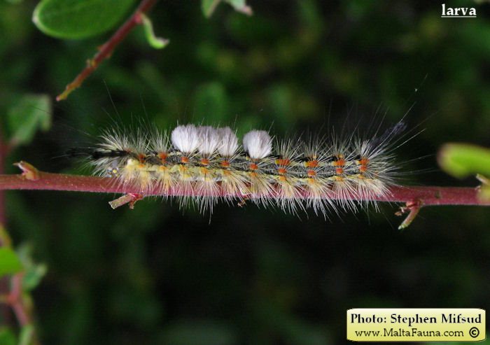 Orgyia trigotephras (Vapourer Moth). This page is part of www.MaltaWildPlants.com website by Stephen Mifsud, Malta