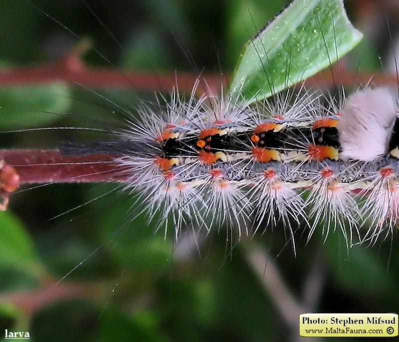 Orgyia trigotephras (Vapourer Moth). This page is part of www.MaltaWildPlants.com website by Stephen Mifsud, Malta