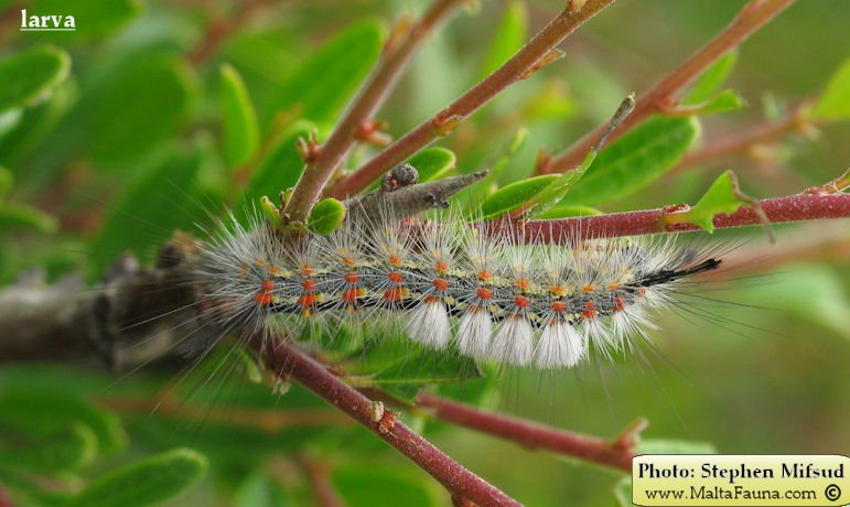 Orgyia trigotephras (Vapourer Moth). This page is part of www.MaltaWildPlants.com website by Stephen Mifsud, Malta