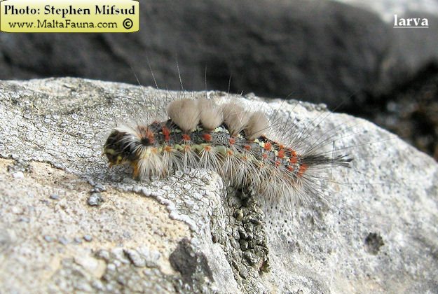 Orgyia trigotephras (Vapourer Moth). This page is part of www.MaltaWildPlants.com website by Stephen Mifsud, Malta