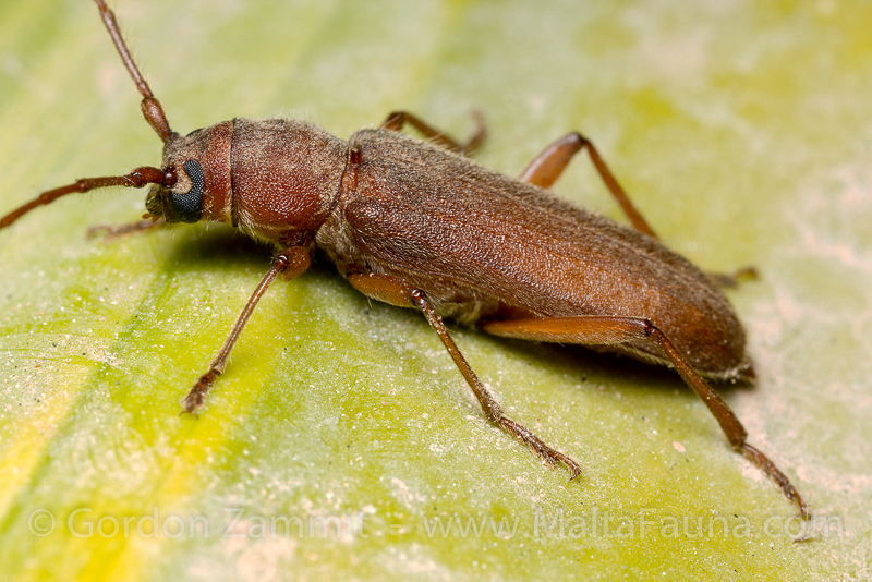 Orthosoma brunneum (Brown Prionid). This page is part of www.MaltaWildPlants.com website by Stephen Mifsud, Malta
