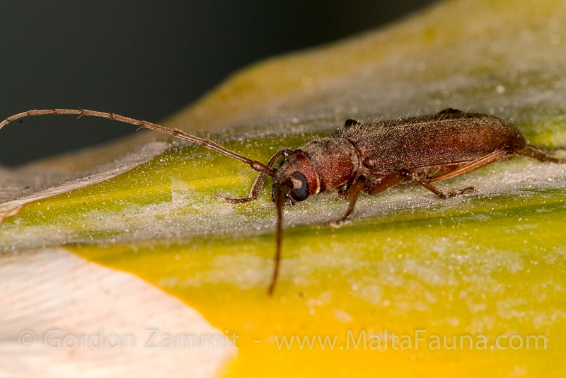 Orthosoma brunneum (Brown Prionid). This page is part of www.MaltaWildPlants.com website by Stephen Mifsud, Malta