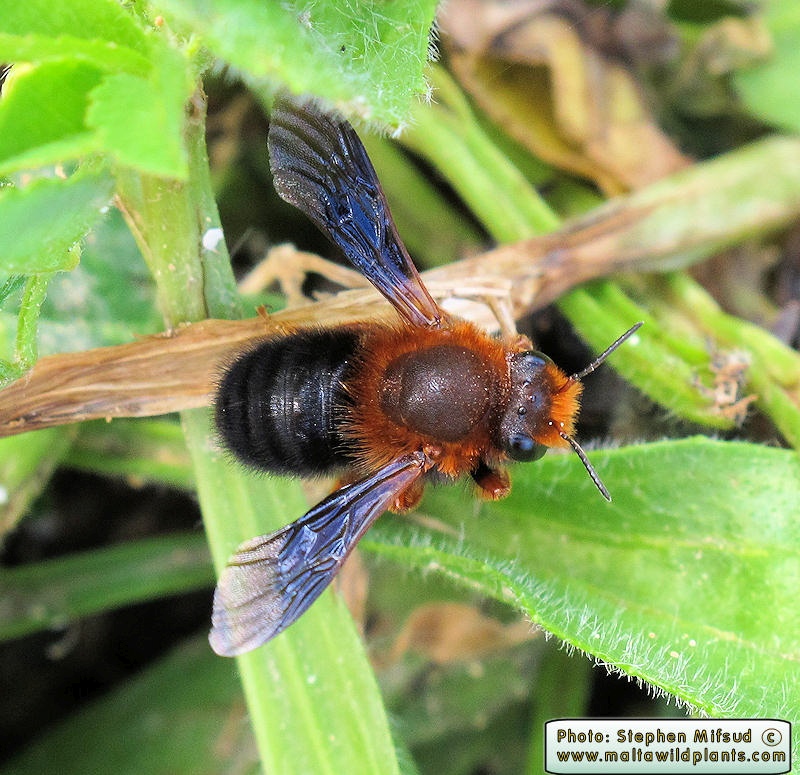 Osmia sp. (Manson Bee ). This page is part of www.MaltaWildPlants.com website by Stephen Mifsud, Malta