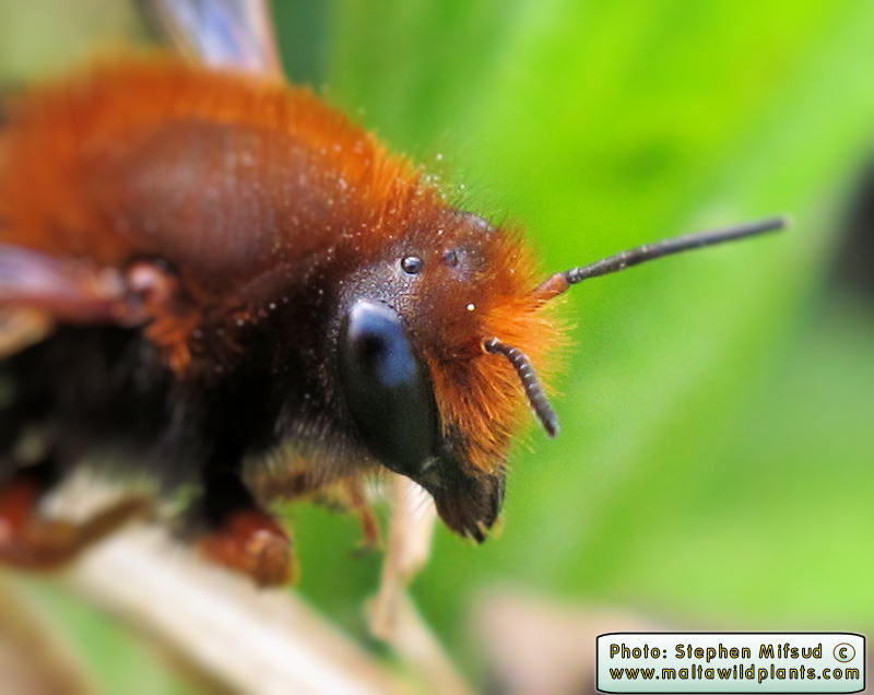 Osmia sp. (Manson Bee ). This page is part of www.MaltaWildPlants.com website by Stephen Mifsud, Malta