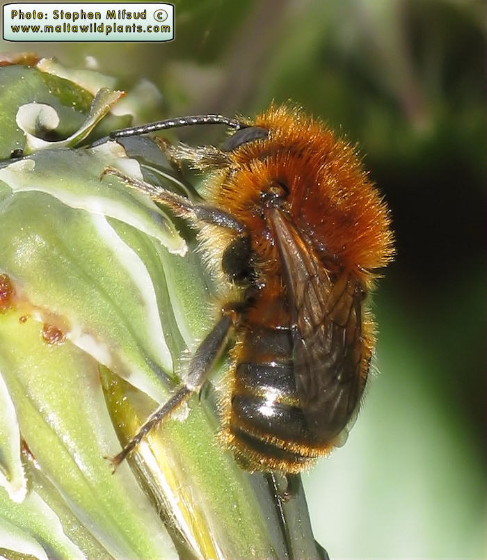 Osmia sp. (Manson Bee ). This page is part of www.MaltaWildPlants.com website by Stephen Mifsud, Malta