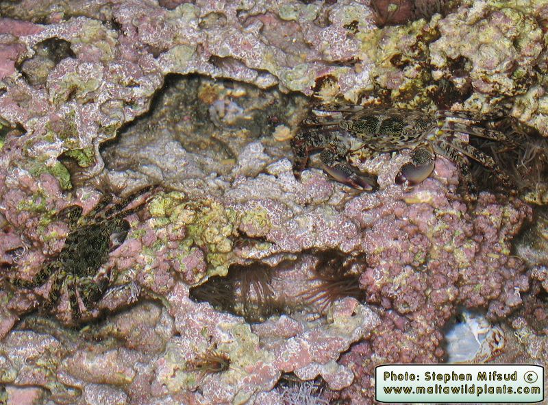 Pachygrapsus marmoratus (Marbled Shore Crab). This page is part of www.MaltaWildPlants.com website by Stephen Mifsud, Malta