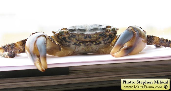 Pachygrapsus marmoratus (Marbled Shore Crab). This page is part of www.MaltaWildPlants.com website by Stephen Mifsud, Malta