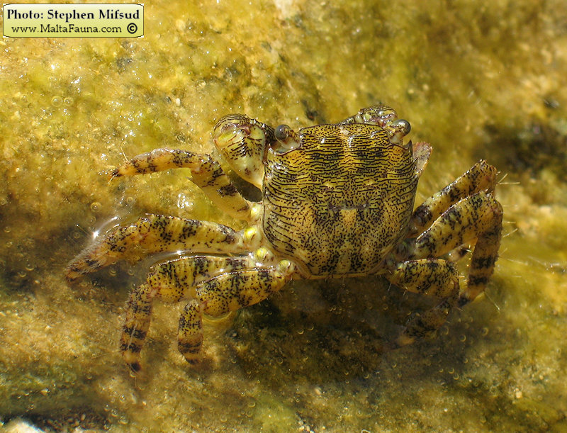Pachygrapsus marmoratus (Marbled Shore Crab). This page is part of www.MaltaWildPlants.com website by Stephen Mifsud, Malta