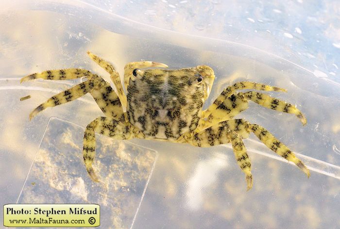 Pachygrapsus marmoratus (Marbled Shore Crab). This page is part of www.MaltaWildPlants.com website by Stephen Mifsud, Malta