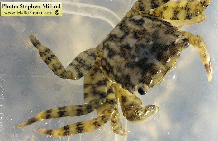 Pachygrapsus marmoratus (Marbled Shore Crab). This page is part of www.MaltaWildPlants.com website by Stephen Mifsud, Malta