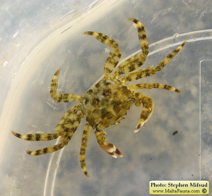 Pachygrapsus marmoratus (Marbled Shore Crab). This page is part of www.MaltaWildPlants.com website by Stephen Mifsud, Malta