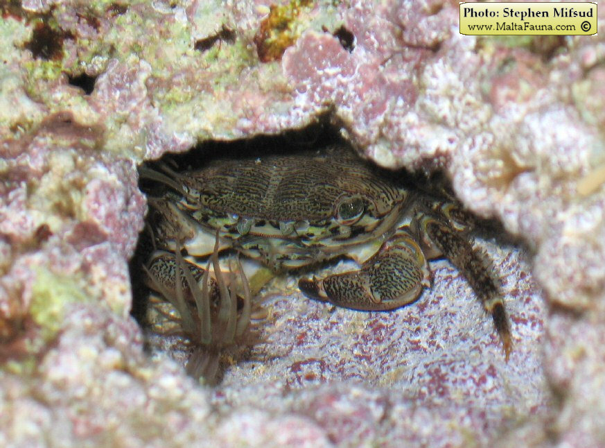 Pachygrapsus marmoratus (Marbled Shore Crab). This page is part of www.MaltaWildPlants.com website by Stephen Mifsud, Malta