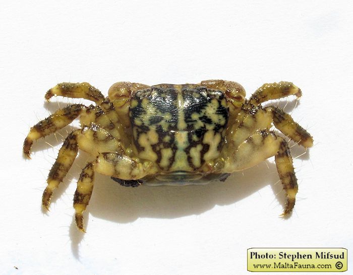 Pachygrapsus maurus (English name not known). This page is part of www.MaltaWildPlants.com website by Stephen Mifsud, Malta