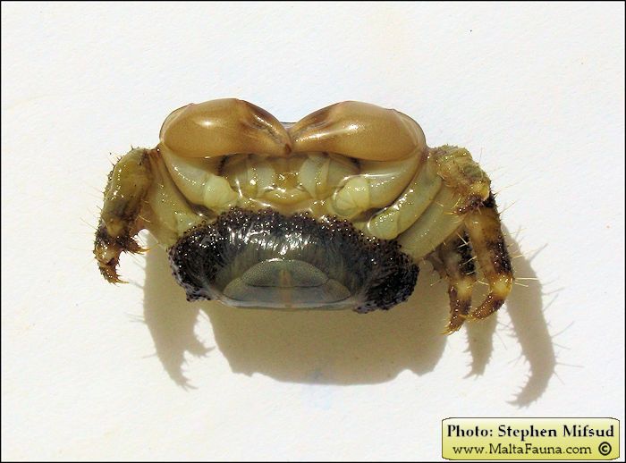 Pachygrapsus maurus (English name not known). This page is part of www.MaltaWildPlants.com website by Stephen Mifsud, Malta