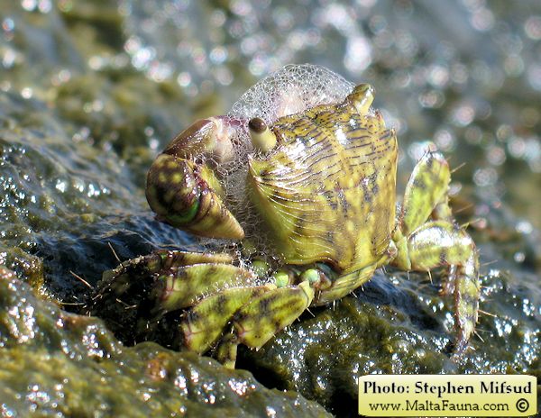 Pachygrapsus transversus (Mottled Shore Crab). This page is part of www.MaltaWildPlants.com website by Stephen Mifsud, Malta