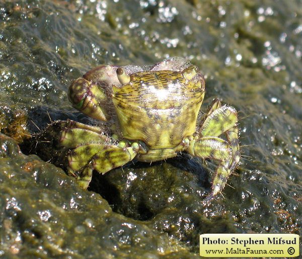 Pachygrapsus transversus (Mottled Shore Crab). This page is part of www.MaltaWildPlants.com website by Stephen Mifsud, Malta