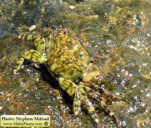 Pachygrapsus transversus (Mottled Shore Crab). This page is part of www.MaltaWildPlants.com website by Stephen Mifsud, Malta