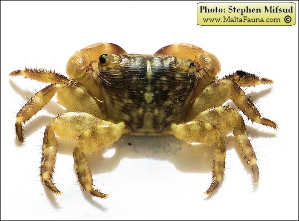 Pachygrapsus transversus (Mottled Shore Crab). This page is part of www.MaltaWildPlants.com website by Stephen Mifsud, Malta