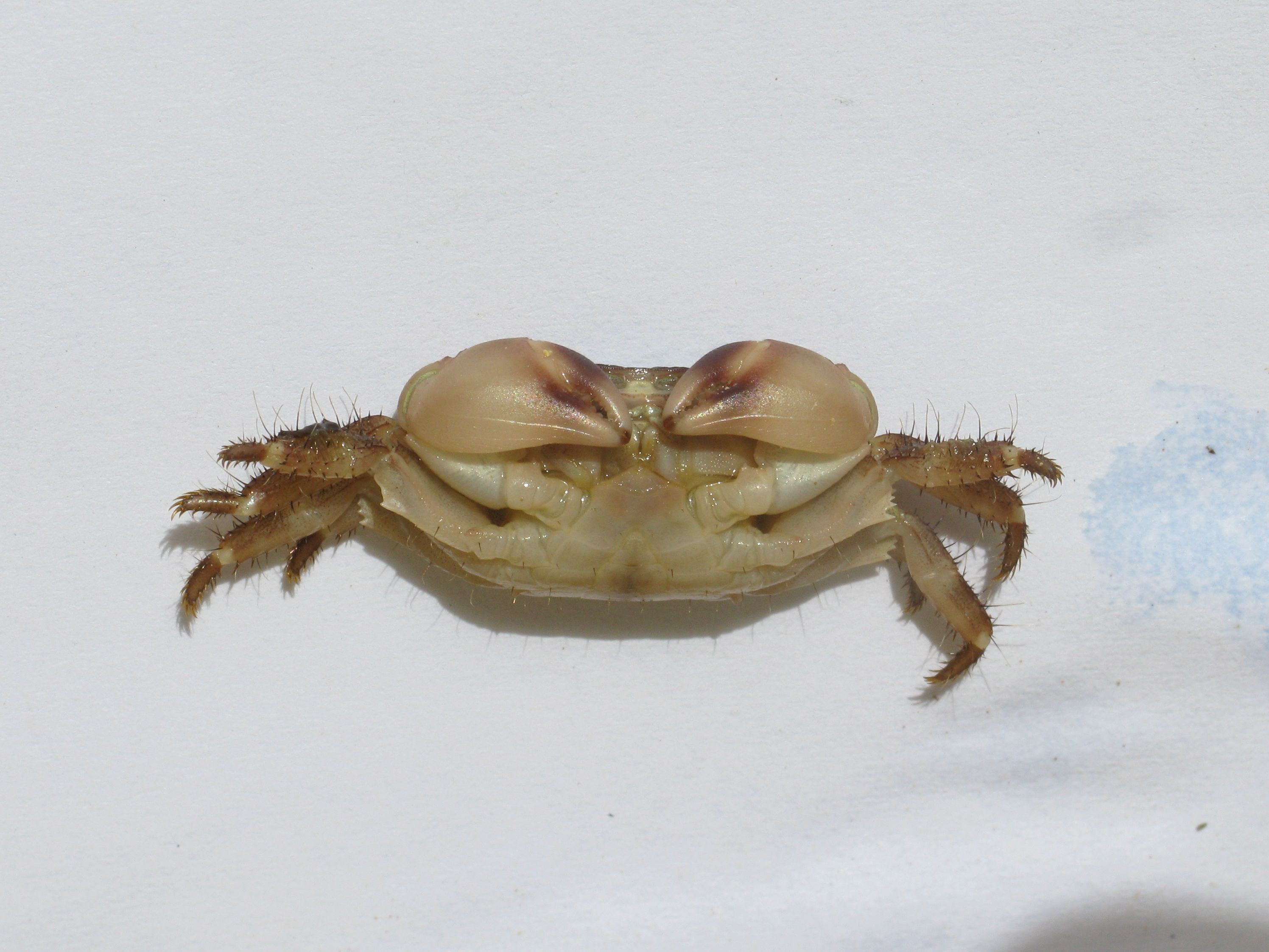 Pachygrapsus transversus (Mottled Shore Crab). This page is part of www.MaltaWildPlants.com website by Stephen Mifsud, Malta