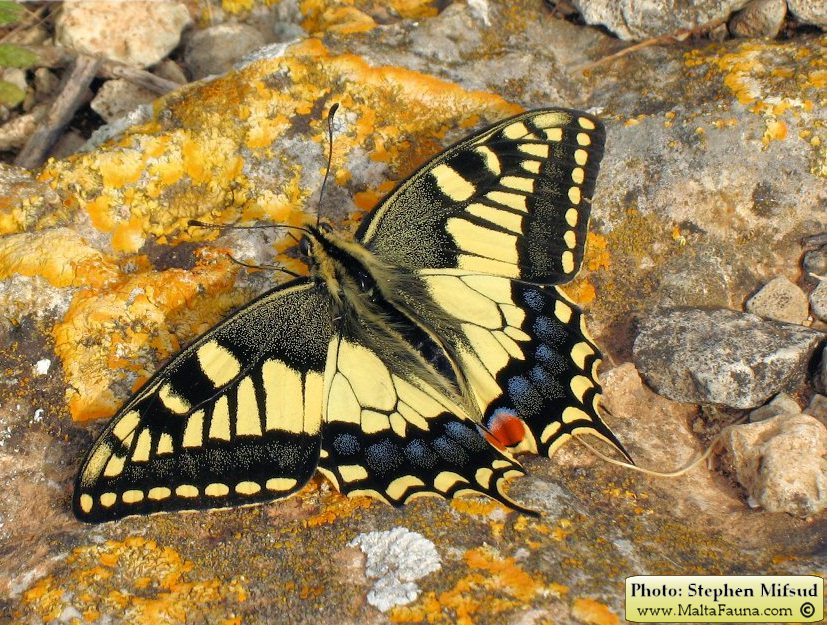 Papilio machaon melitensis (Maltese Swallowtail). This page is part of www.MaltaWildPlants.com website by Stephen Mifsud, Malta