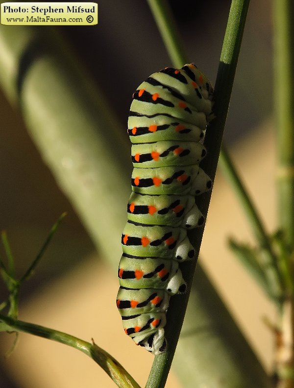 Papilio machaon melitensis (Maltese Swallowtail). This page is part of www.MaltaWildPlants.com website by Stephen Mifsud, Malta