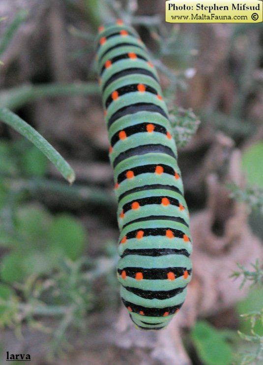 Papilio machaon melitensis (Maltese Swallowtail). This page is part of www.MaltaWildPlants.com website by Stephen Mifsud, Malta