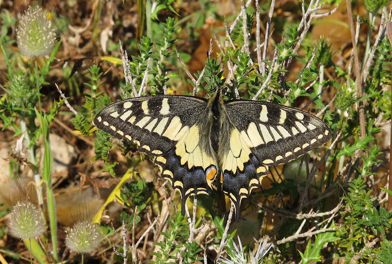 Papilio machaon melitensis (Maltese Swallowtail). This page is part of www.MaltaWildPlants.com website by Stephen Mifsud, Malta
