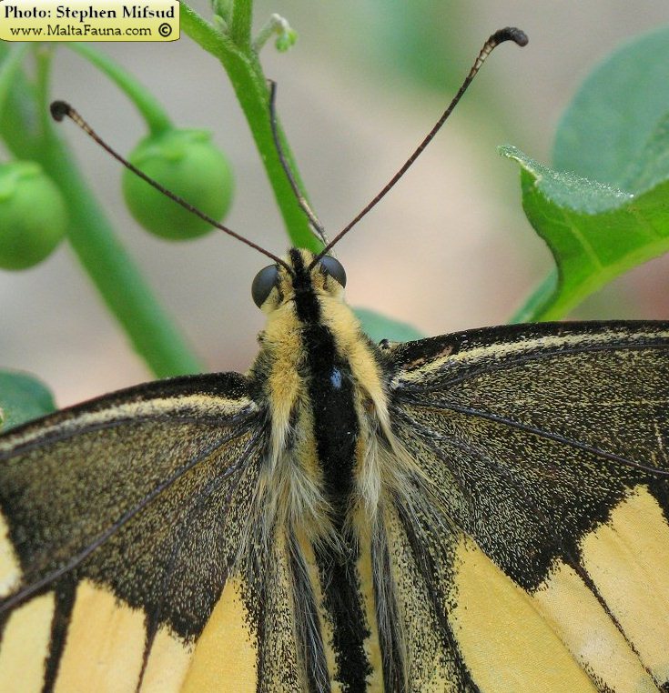 Papilio machaon melitensis (Maltese Swallowtail). This page is part of www.MaltaWildPlants.com website by Stephen Mifsud, Malta