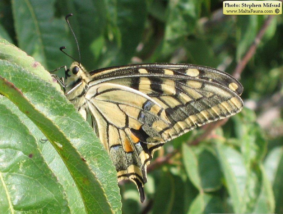 Papilio machaon melitensis (Maltese Swallowtail). This page is part of www.MaltaWildPlants.com website by Stephen Mifsud, Malta