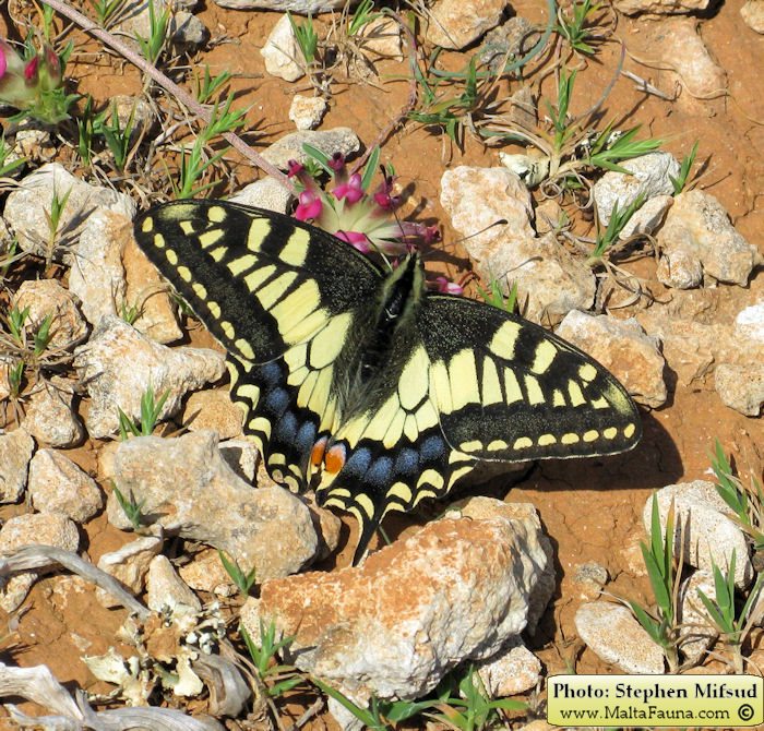 Papilio machaon melitensis (Maltese Swallowtail). This page is part of www.MaltaWildPlants.com website by Stephen Mifsud, Malta