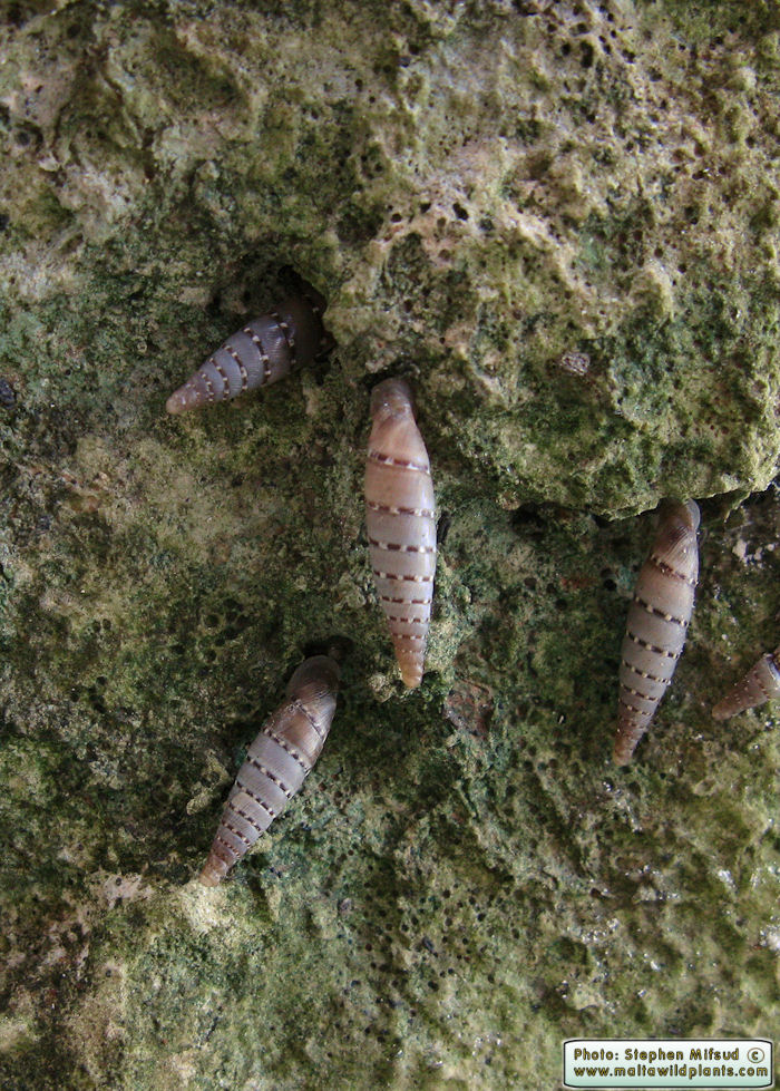 Papillifera papillaris (Clausilid Snail). This page is part of www.MaltaWildPlants.com website by Stephen Mifsud, Malta