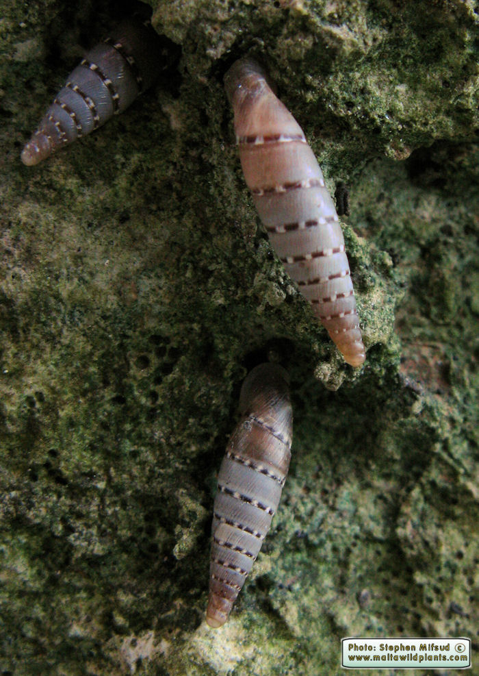 Papillifera papillaris (Clausilid Snail). This page is part of www.MaltaWildPlants.com website by Stephen Mifsud, Malta