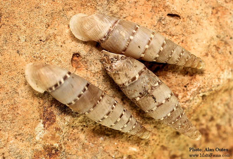 Papillifera papillaris (Clausilid Snail). This page is part of www.MaltaWildPlants.com website by Stephen Mifsud, Malta