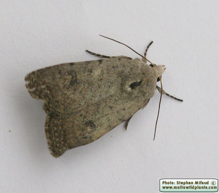 Paradrina flavirena (Lorimer's Rustic Moth). This page is part of www.MaltaWildPlants.com website by Stephen Mifsud, Malta