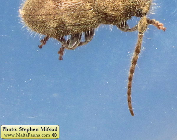 Parmena pubescens (Hairy longhorn beetle). This page is part of www.MaltaWildPlants.com website by Stephen Mifsud, Malta