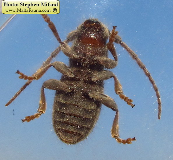 Parmena pubescens (Hairy longhorn beetle). This page is part of www.MaltaWildPlants.com website by Stephen Mifsud, Malta