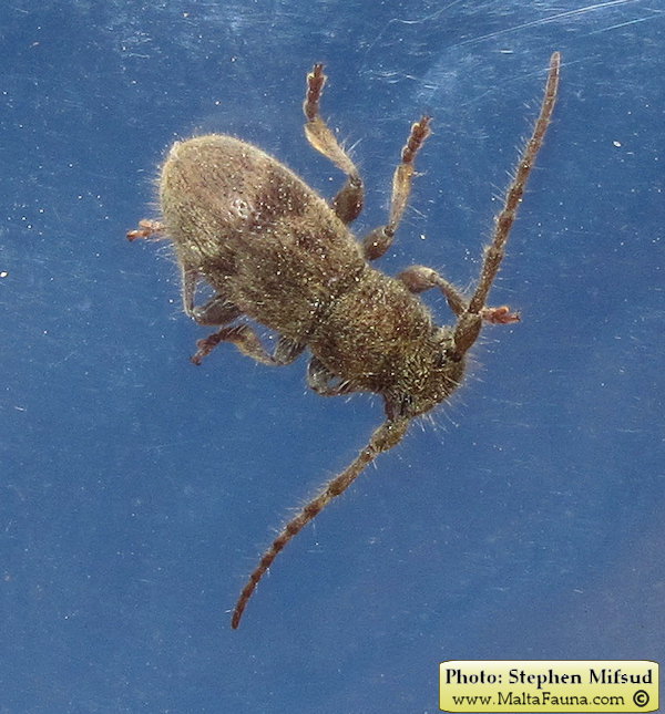 Parmena pubescens (Hairy longhorn beetle). This page is part of www.MaltaWildPlants.com website by Stephen Mifsud, Malta
